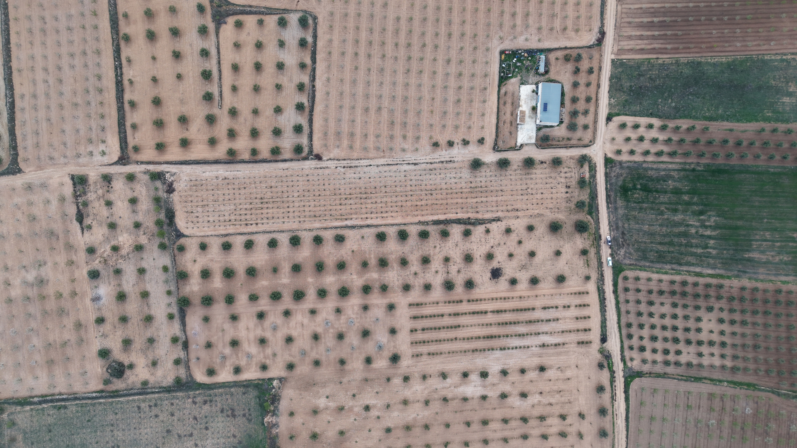 Prachtig vlak bouwperceel met volwassen olijfbomen te koop in Jumilla (Murcia)