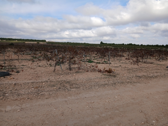 Exclusieve Investeringskans: 60 Hectare Geïrrigeerd Landgoed in Yecla (Murcia)