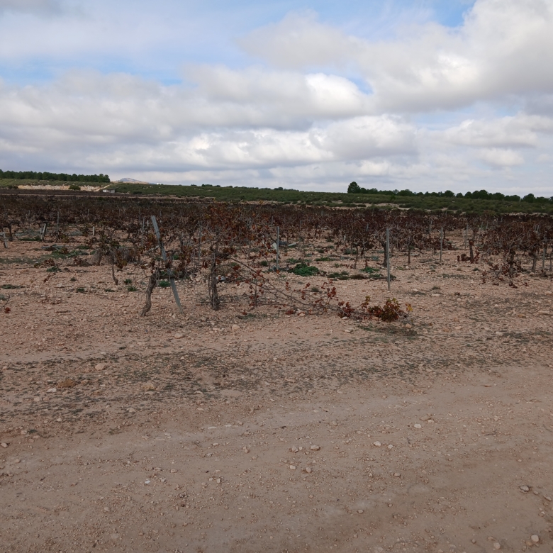 Exclusieve Investeringskans: 60 Hectare Geïrrigeerd Landgoed in Yecla (Murcia)