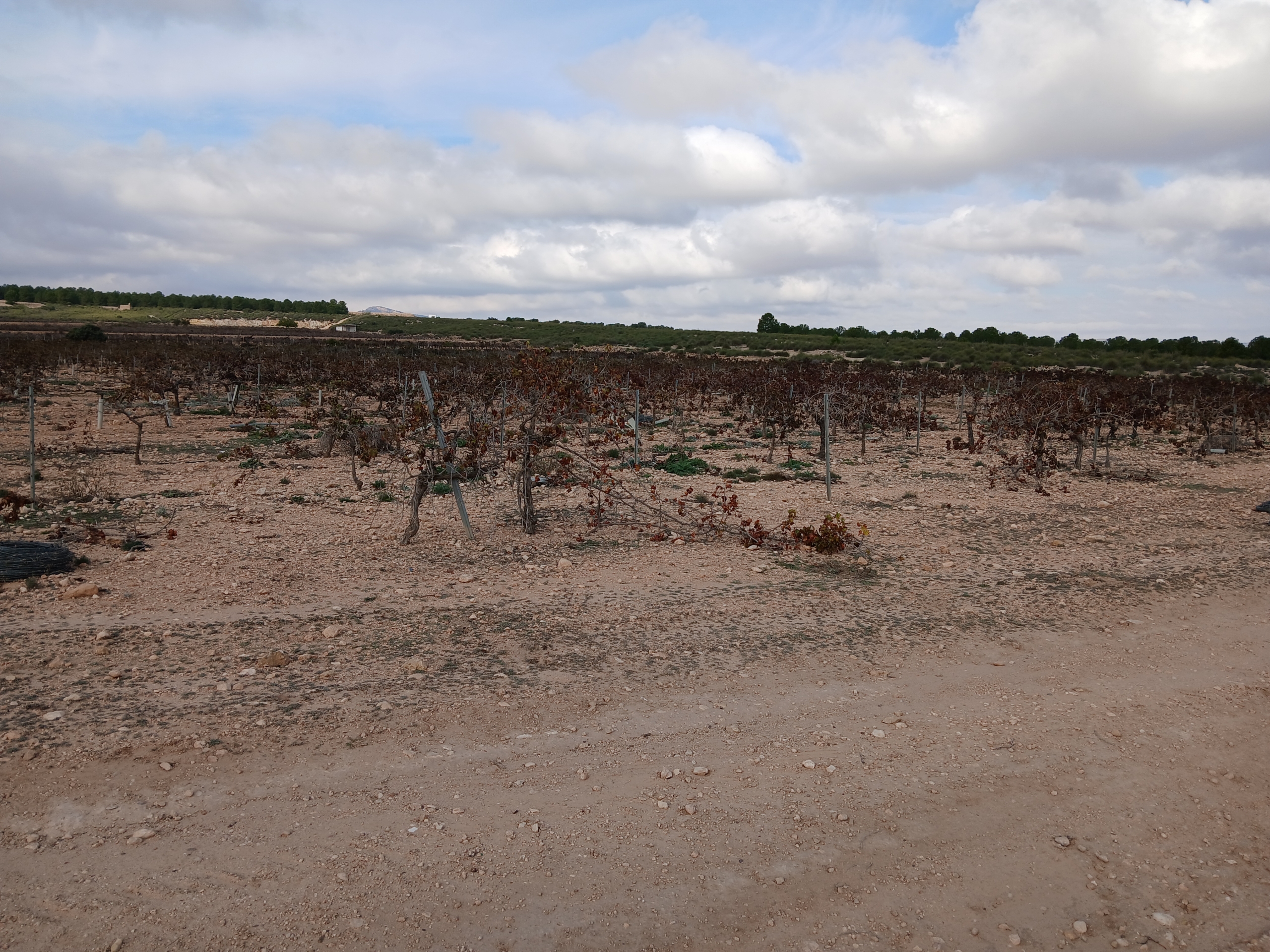 Exclusieve Investeringskans: 60 Hectare Geïrrigeerd Landgoed in Yecla (Murcia)