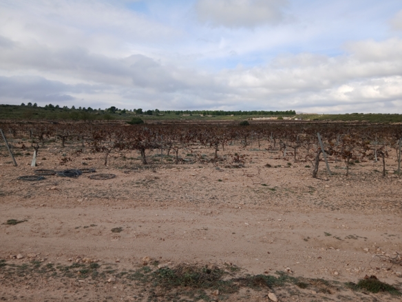 Exclusieve Investeringskans: 60 Hectare Geïrrigeerd Landgoed in Yecla (Murcia)