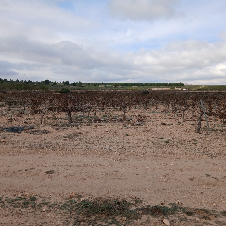 Exclusieve Investeringskans: 60 Hectare Geïrrigeerd Landgoed in Yecla (Murcia)
