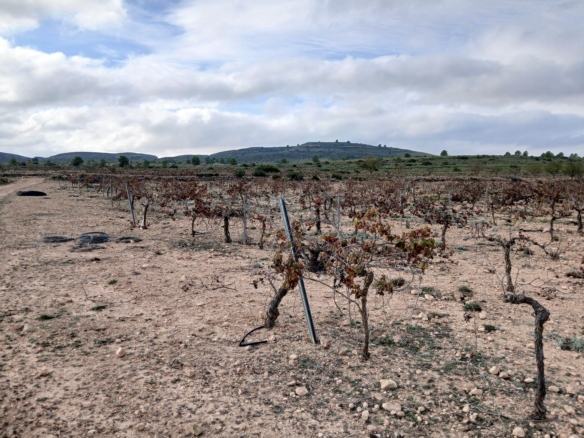 Exclusieve Investeringskans: 60 Hectare Geïrrigeerd Landgoed in Yecla (Murcia)