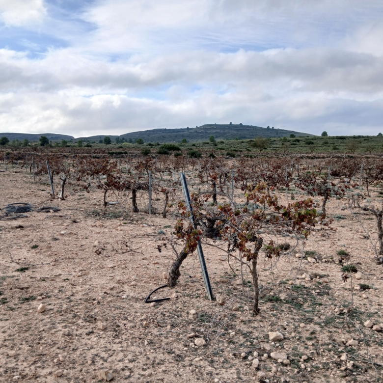 Exclusieve Investeringskans: 60 Hectare Geïrrigeerd Landgoed in Yecla (Murcia)