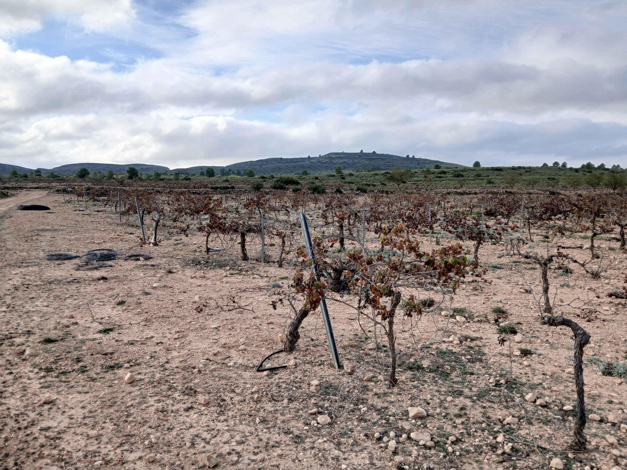 Exclusieve Investeringskans: 60 Hectare Geïrrigeerd Landgoed in Yecla (Murcia)