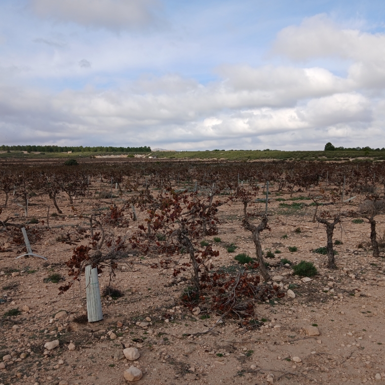 Exclusieve Investeringskans: 60 Hectare Geïrrigeerd Landgoed in Yecla (Murcia)