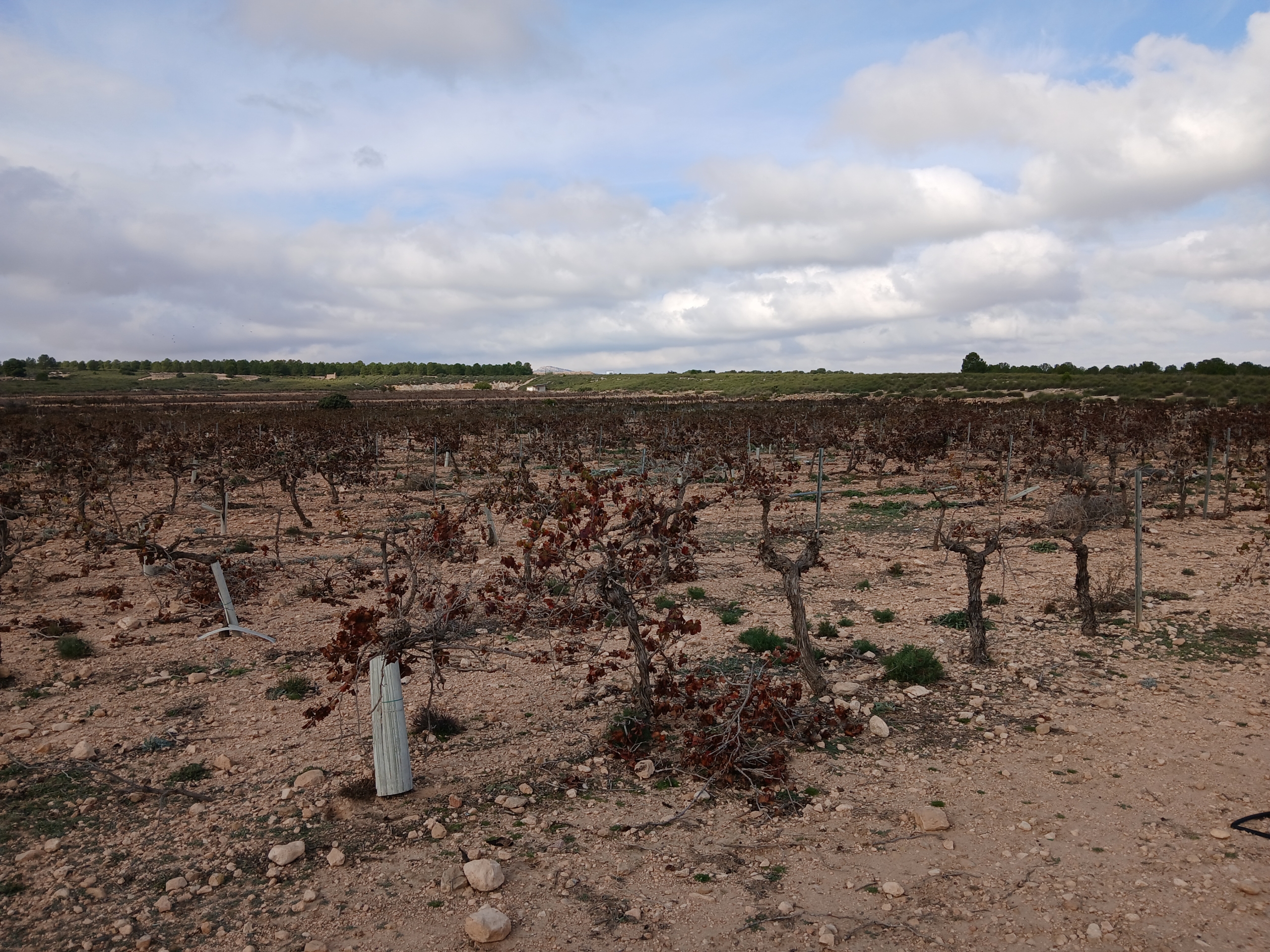 Exclusieve Investeringskans: 60 Hectare Geïrrigeerd Landgoed in Yecla (Murcia)