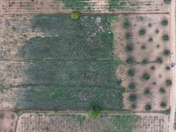 Bouwgrond te koop in Jumilla: Groot bouwperceel met volgroeide olijfbomen