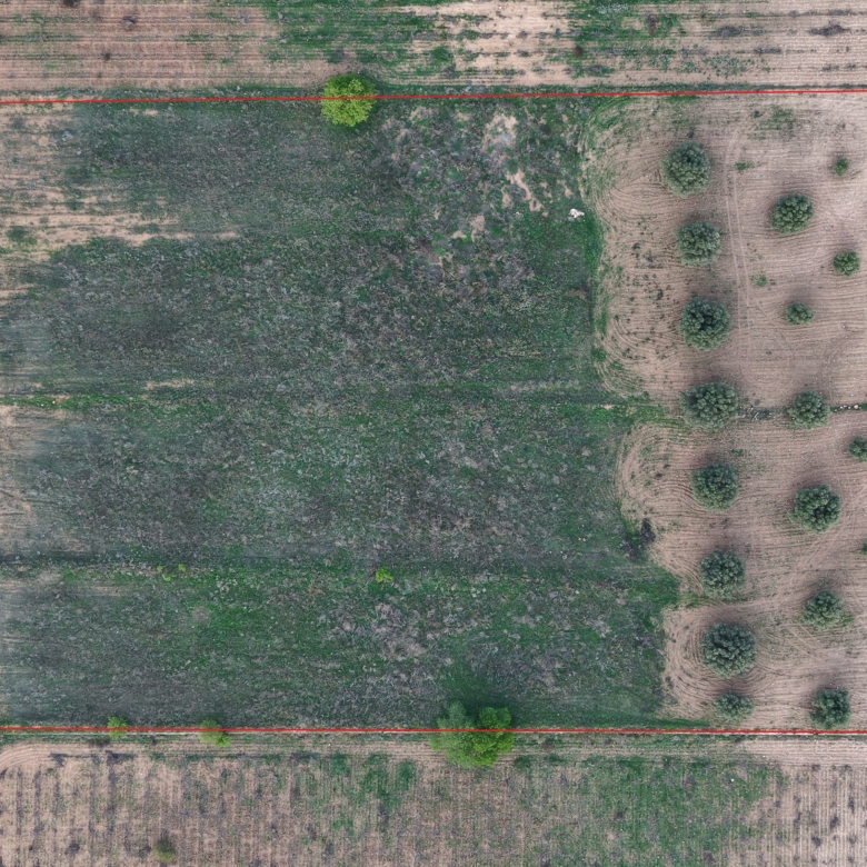 Bouwgrond te koop in Jumilla: Groot bouwperceel met volgroeide olijfbomen