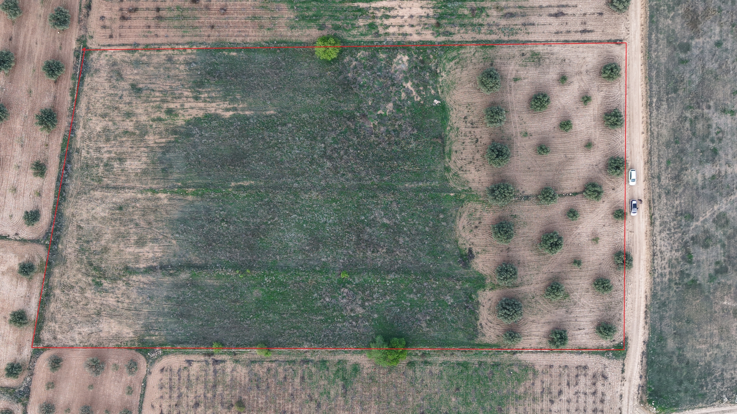 Bouwgrond te koop in Jumilla: Groot bouwperceel met volgroeide olijfbomen