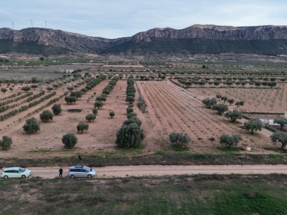 Prachtig vlak bouwperceel met volwassen olijfbomen te koop in Jumilla (Murcia)