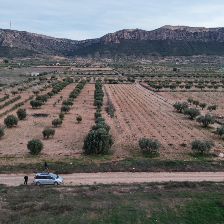 Prachtig vlak bouwperceel met volwassen olijfbomen te koop in Jumilla (Murcia)