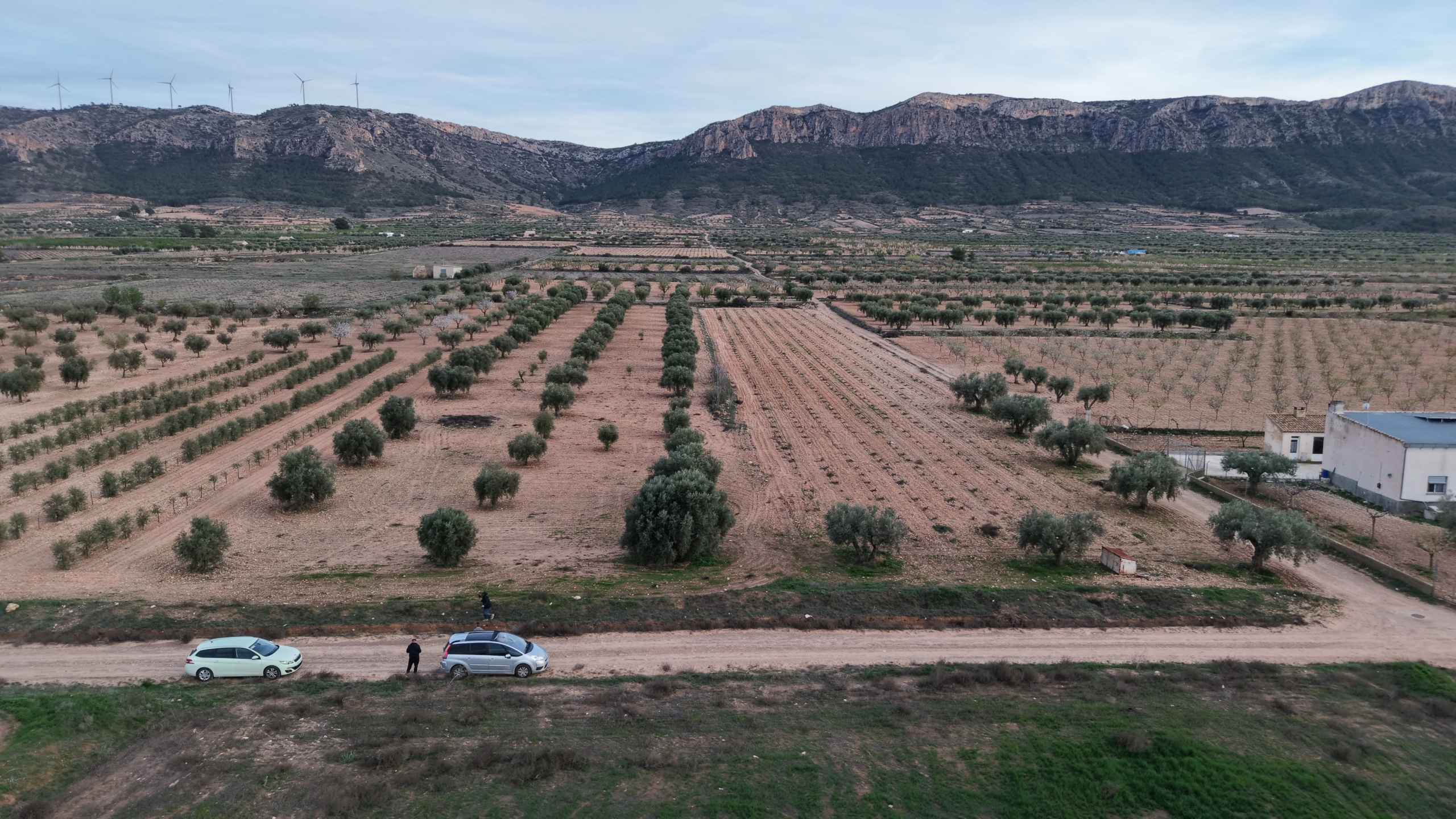 Prachtig vlak bouwperceel met volwassen olijfbomen te koop in Jumilla (Murcia)