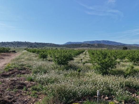 Land te koop in Spanje: Bouwperceel van 21.625 m² met amandelbomen in Yecla (Murcia)