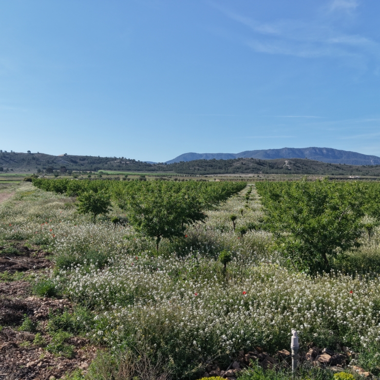 Land te koop in Spanje: Bouwperceel van 21.625 m² met amandelbomen in Yecla (Murcia)