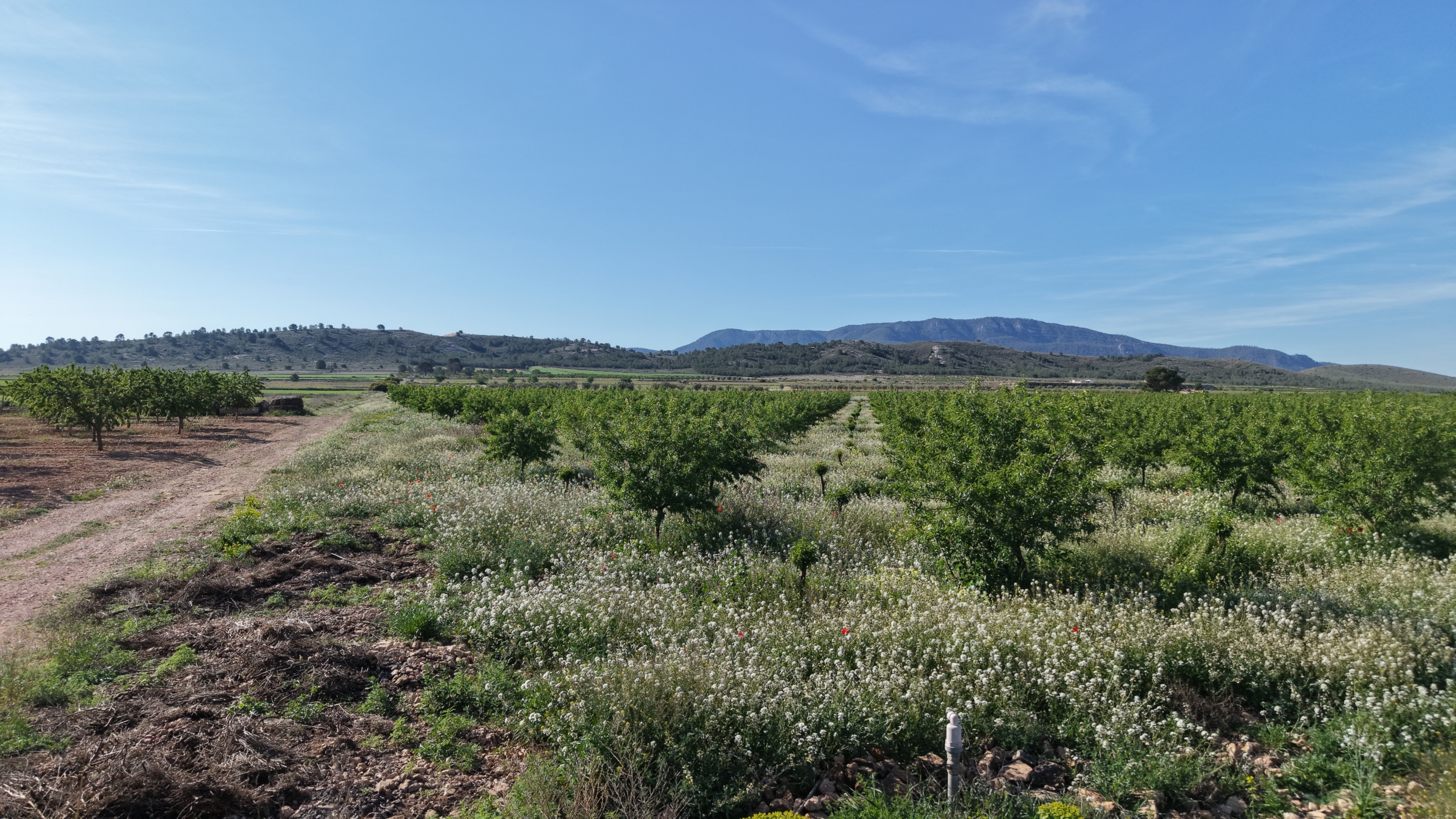 default Land te koop in Spanje: Bouwperceel van 21.625 m² met amandelbomen in Yecla (Murcia)