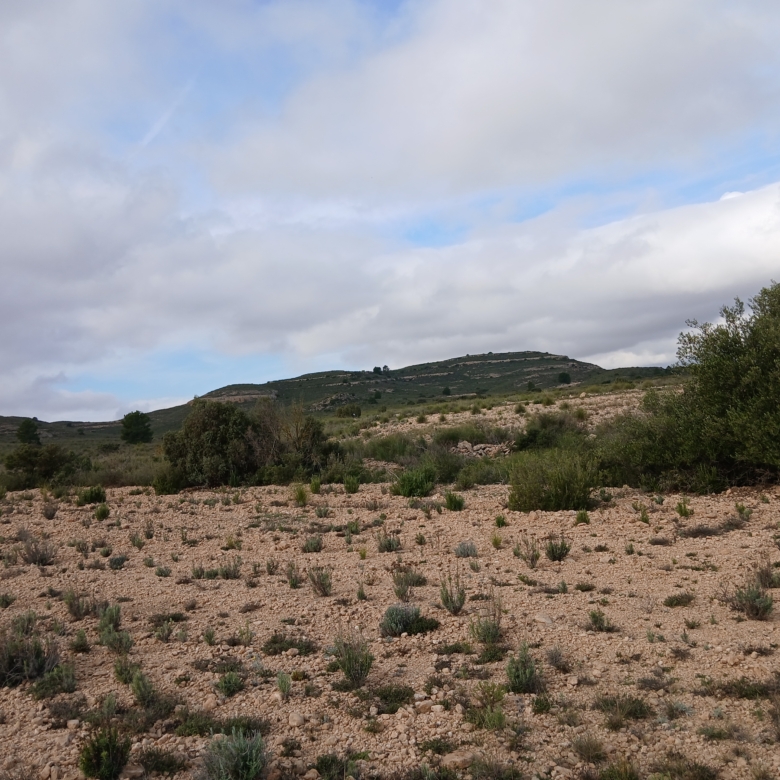 Exclusieve Investeringskans: 60 Hectare Geïrrigeerd Landgoed in Yecla (Murcia)