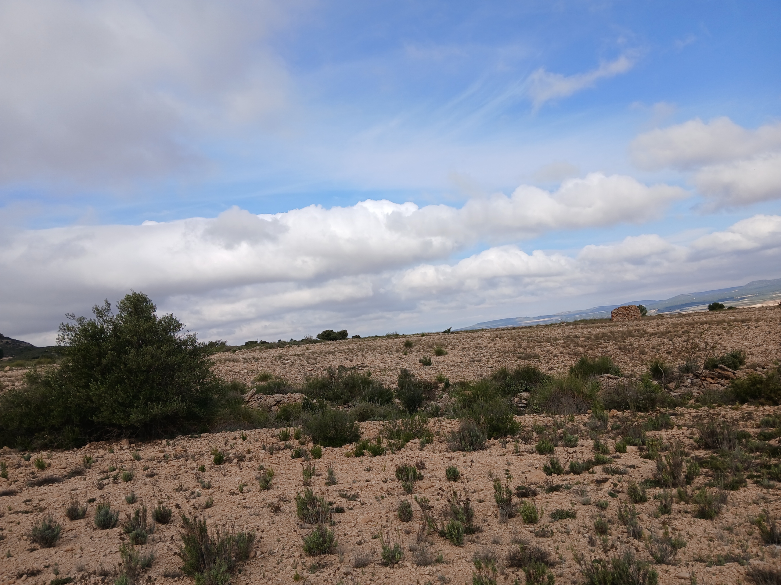 Exclusieve Investeringskans: 60 Hectare Geïrrigeerd Landgoed in Yecla (Murcia)