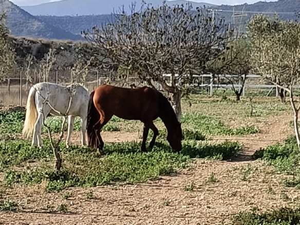 Karakteristiek Paardenobject met REGA-licentie in Monóvar