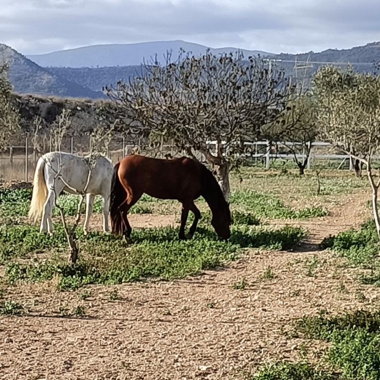 Karakteristiek Paardenobject met REGA-licentie in Monóvar