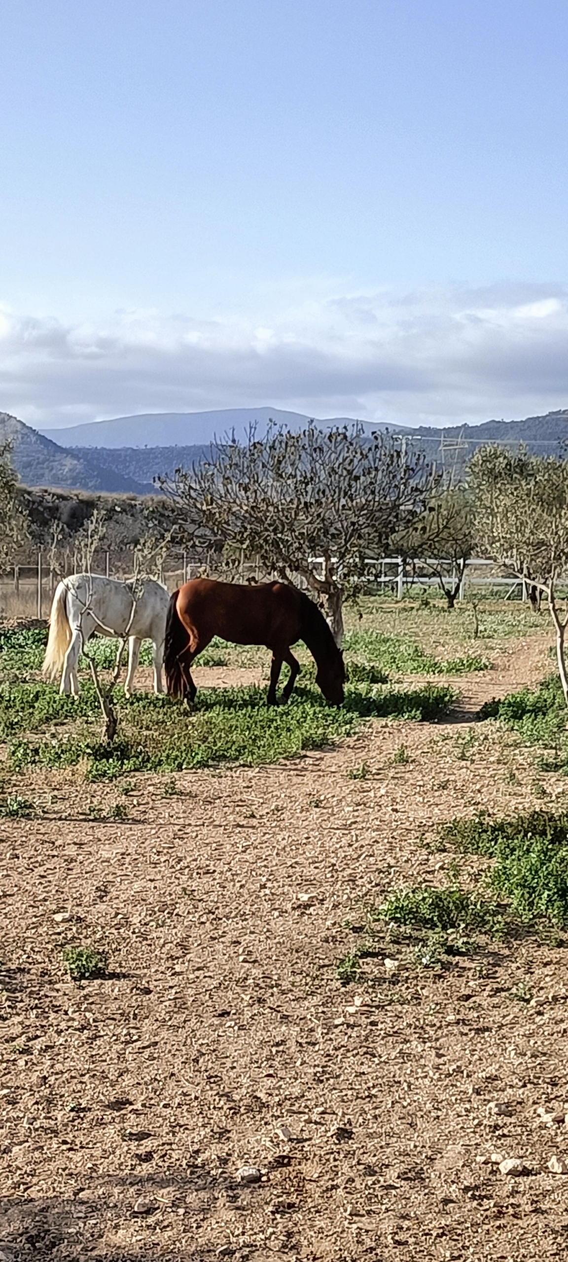Karakteristiek Paardenobject met REGA-licentie in Monóvar