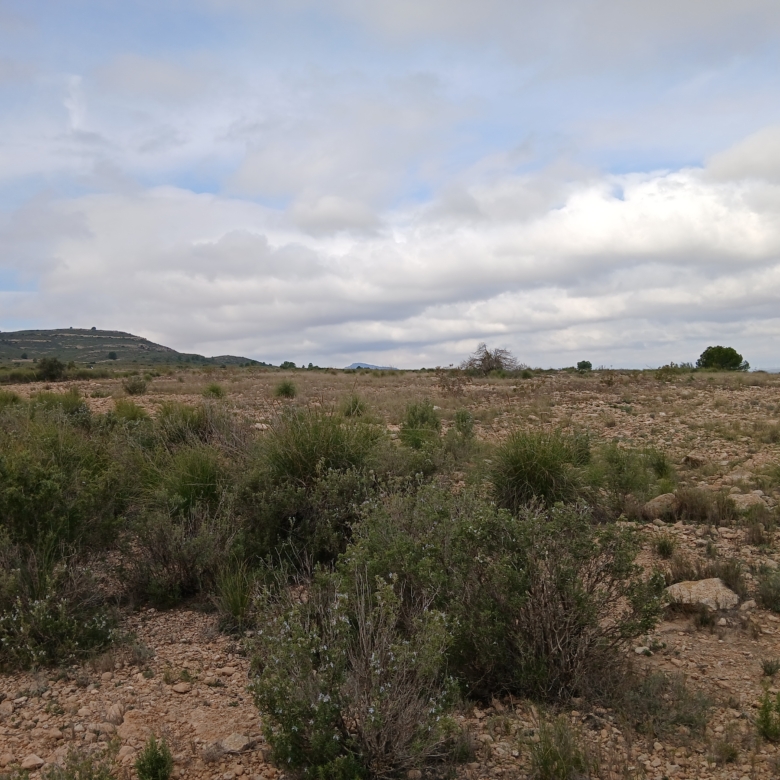 Exclusieve Investeringskans: 60 Hectare Geïrrigeerd Landgoed in Yecla (Murcia)