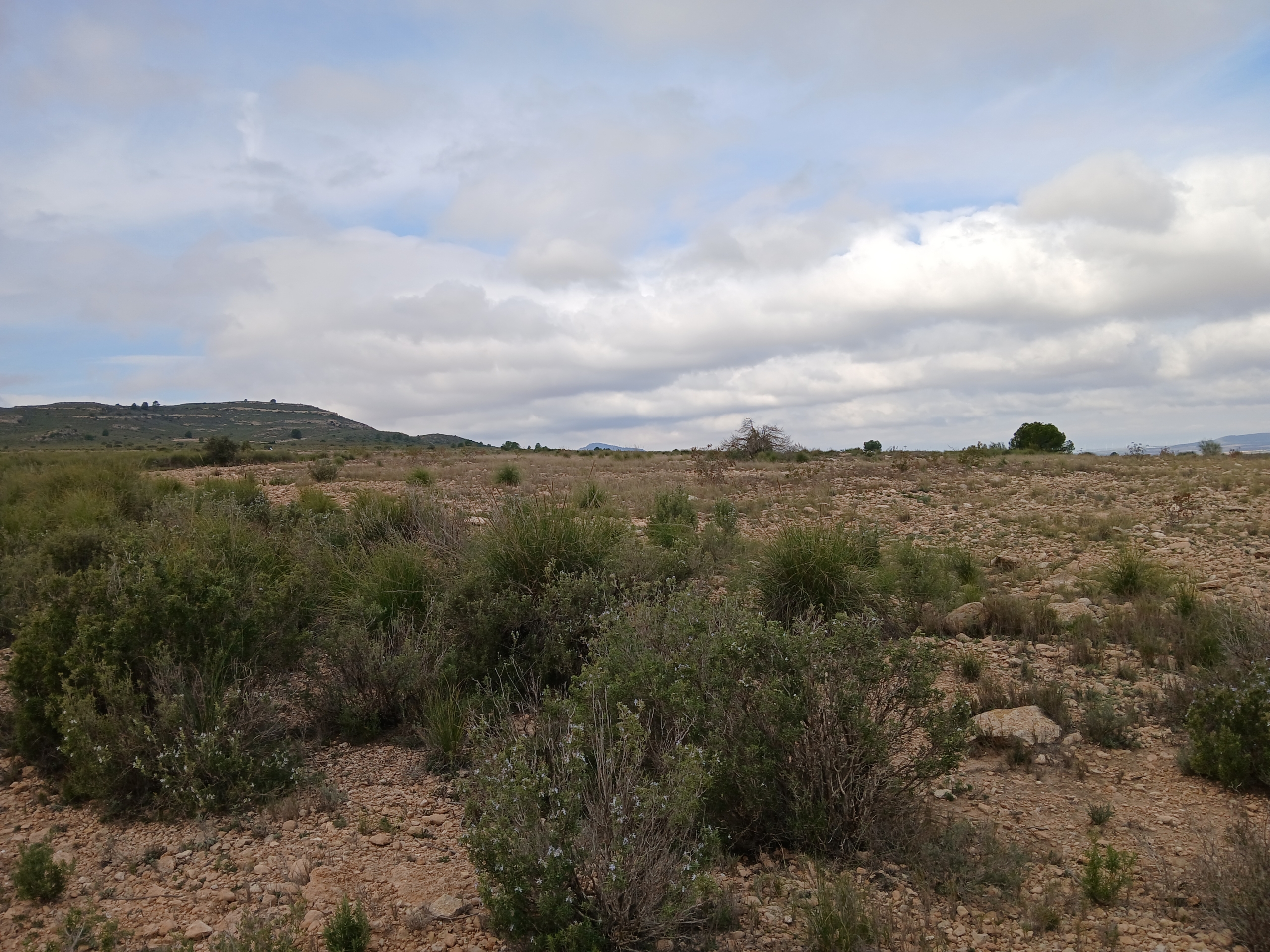 Exclusieve Investeringskans: 60 Hectare Geïrrigeerd Landgoed in Yecla (Murcia)