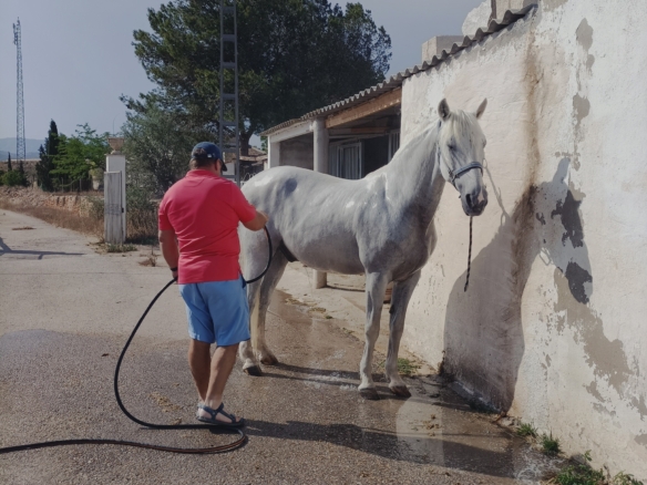 Karakteristiek Paardenobject met REGA-licentie in Monóvar