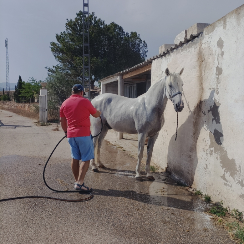 Karakteristiek Paardenobject met REGA-licentie in Monóvar