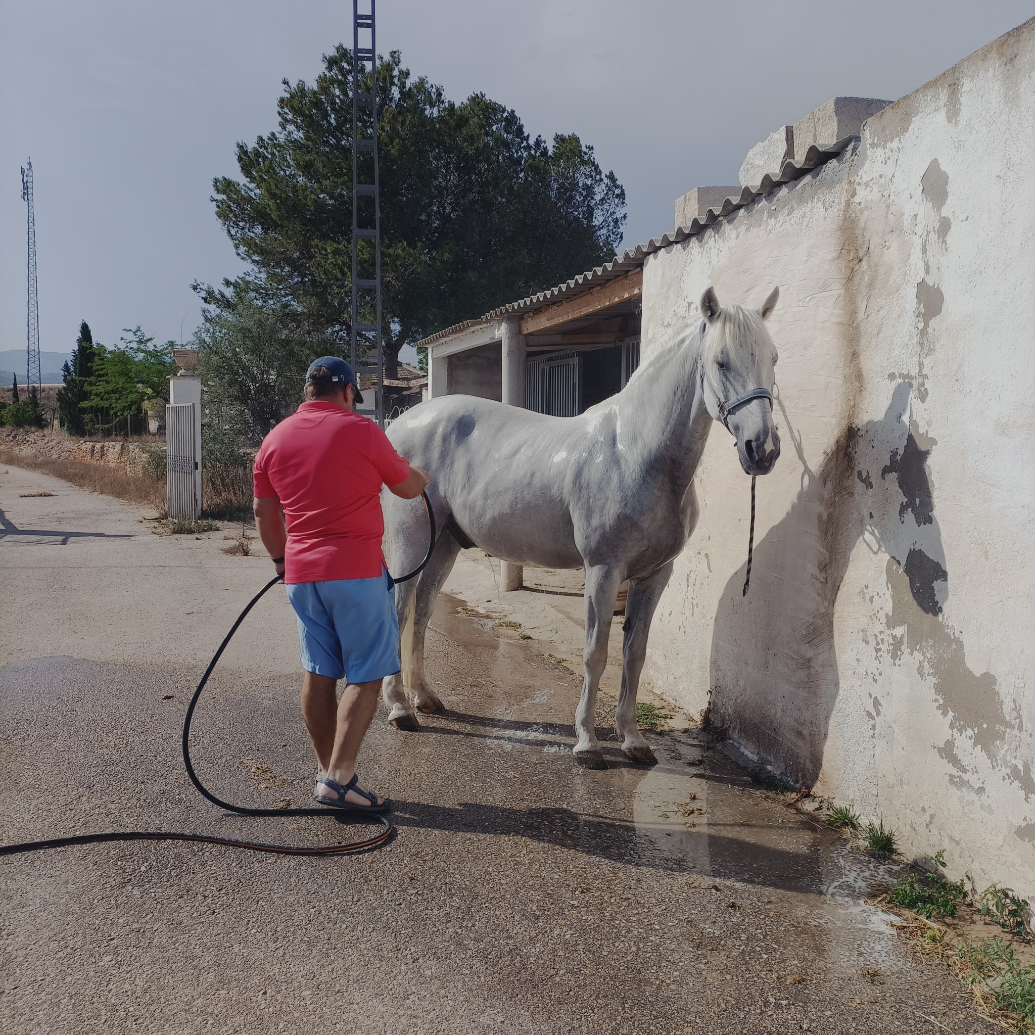Karakteristiek Paardenobject met REGA-licentie in Monóvar