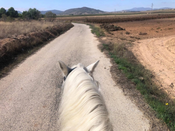 Karakteristiek Paardenobject met REGA-licentie in Monóvar