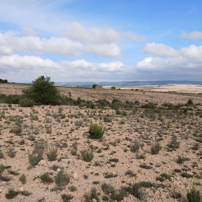 Exclusieve Investeringskans: 60 Hectare Geïrrigeerd Landgoed in Yecla (Murcia)