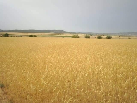 Exclusieve Investeringskans: 60 Hectare Geïrrigeerd Landgoed in Yecla (Murcia)
