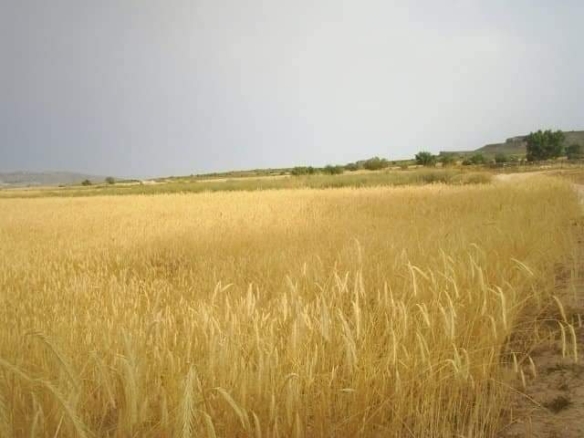 Exclusieve Investeringskans: 60 Hectare Geïrrigeerd Landgoed in Yecla (Murcia)