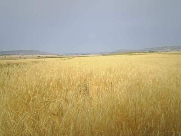 Exclusieve Investeringskans: 60 Hectare Geïrrigeerd Landgoed in Yecla (Murcia)