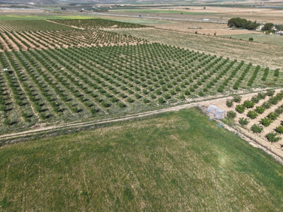 Land te koop in Spanje: Bouwperceel van 21.625 m² met amandelbomen in Yecla (Murcia)