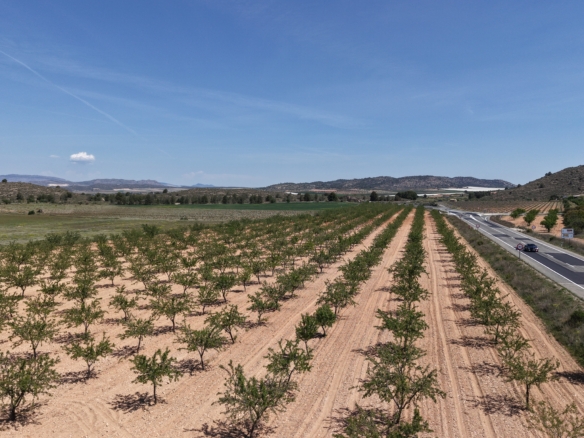 Bouwperceel te koop tussen Yecla & Pinoso: 38.802 m² met amandelbomen