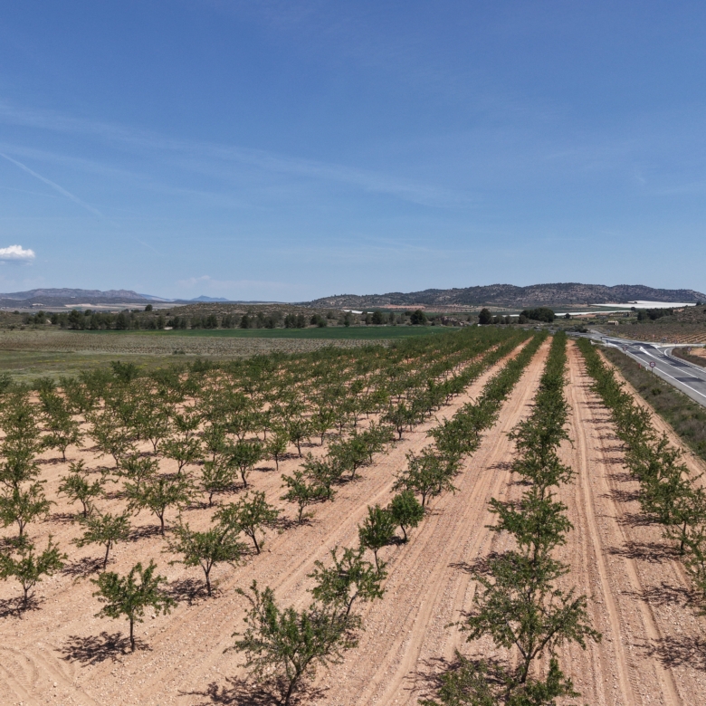 Bouwperceel te koop tussen Yecla & Pinoso: 38.802 m² met amandelbomen