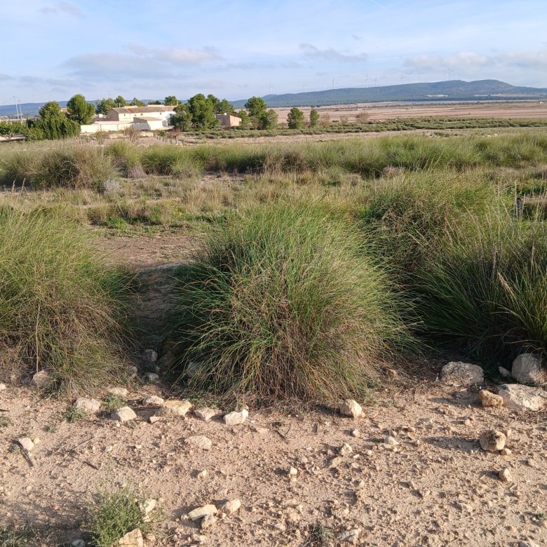 25.000m2 perceel in Yecla met irrigatiewater