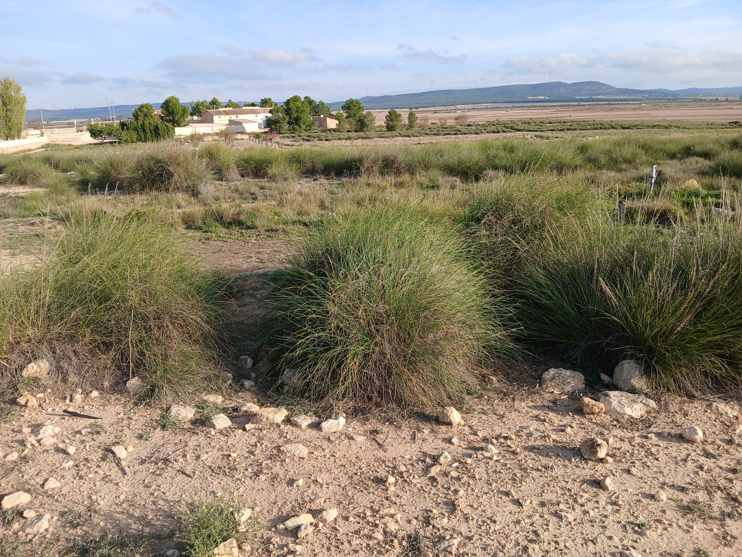 25.000m2 perceel in Yecla met irrigatiewater