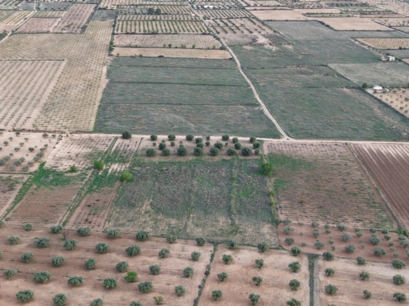 Bouwgrond te koop in Jumilla: Groot bouwperceel met volgroeide olijfbomen