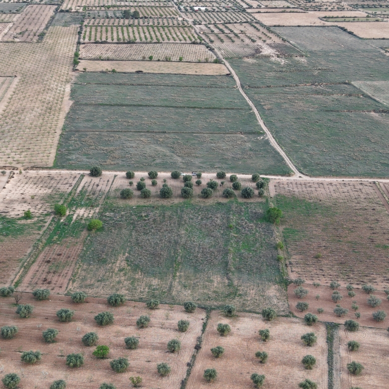 Bouwgrond te koop in Jumilla: Groot bouwperceel met volgroeide olijfbomen