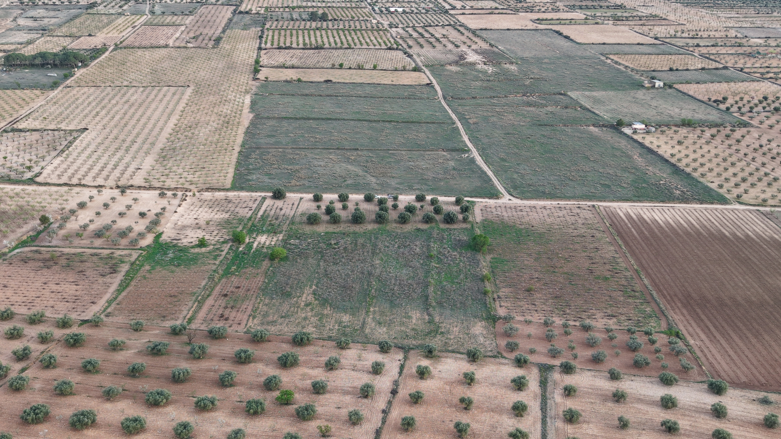 Bouwgrond te koop in Jumilla: Groot bouwperceel met volgroeide olijfbomen