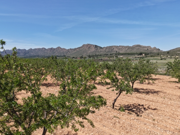 Bouwperceel te koop tussen Yecla & Pinoso: 38.802 m² met amandelbomen