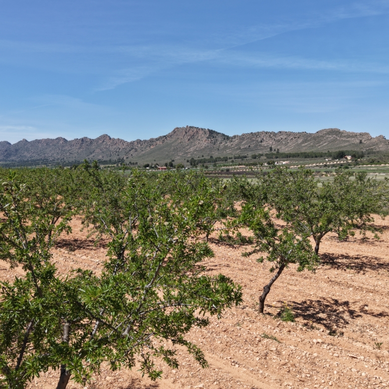 Bouwperceel te koop tussen Yecla & Pinoso: 38.802 m² met amandelbomen