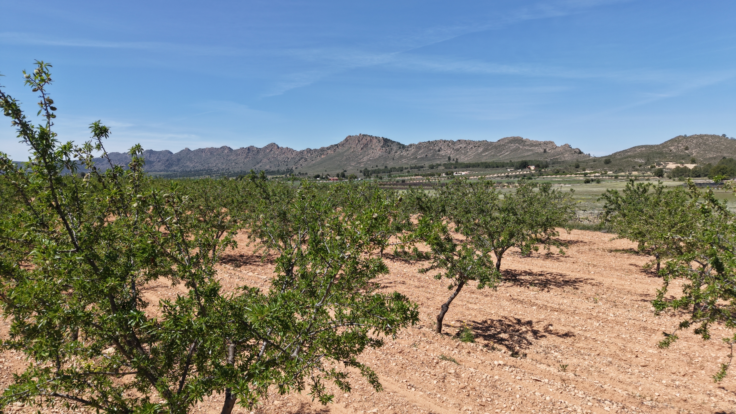 Bouwperceel te koop tussen Yecla & Pinoso: 38.802 m² met amandelbomen