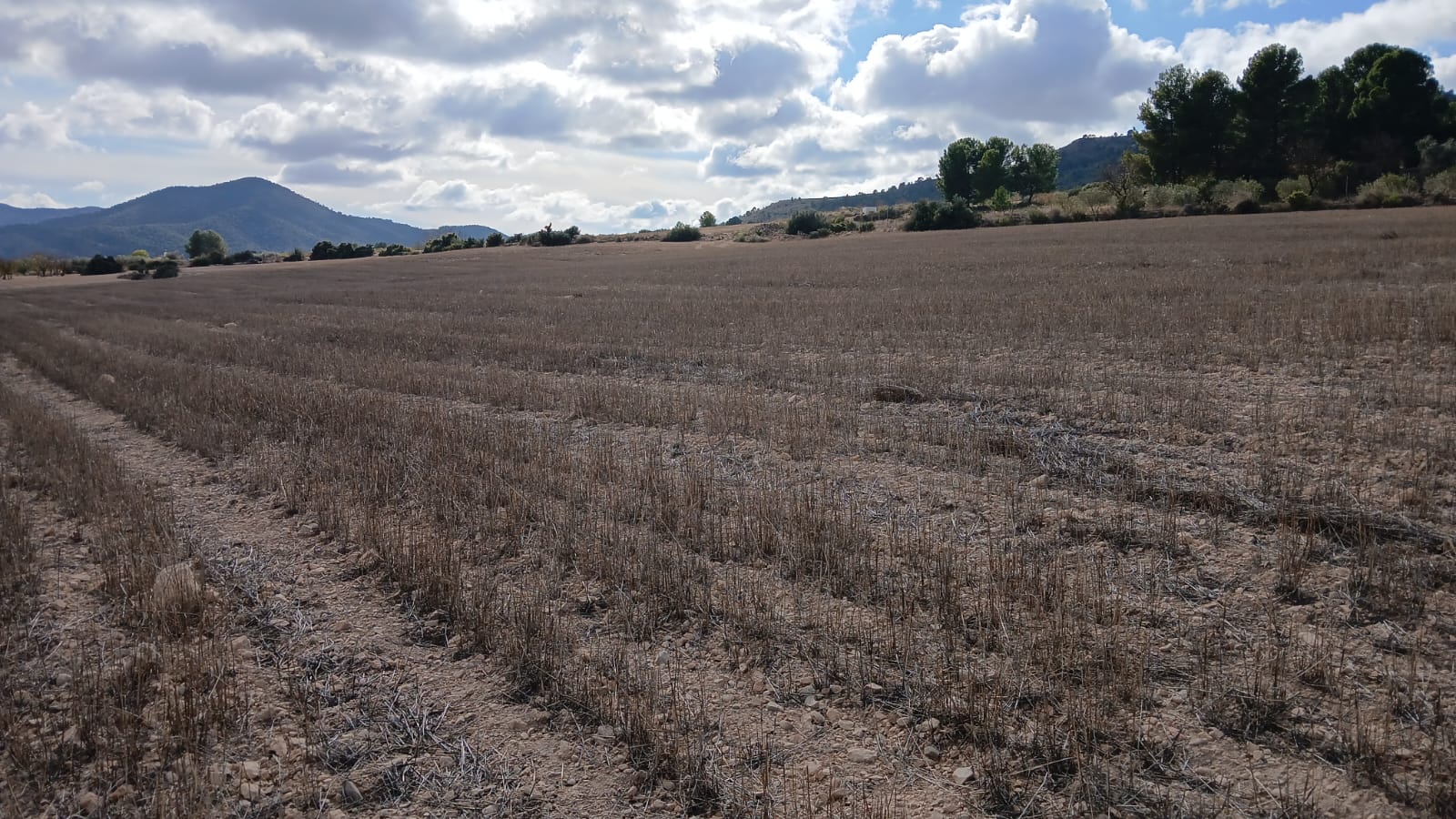 Unieke Investeringskans: Gigantisch Bouwperceel te Koop in Yecla (Murcia)