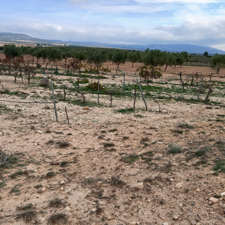 25.000m2 perceel in Yecla met irrigatiewater