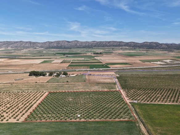 Land te koop in Spanje: Bouwperceel van 21.625 m² met amandelbomen in Yecla (Murcia)