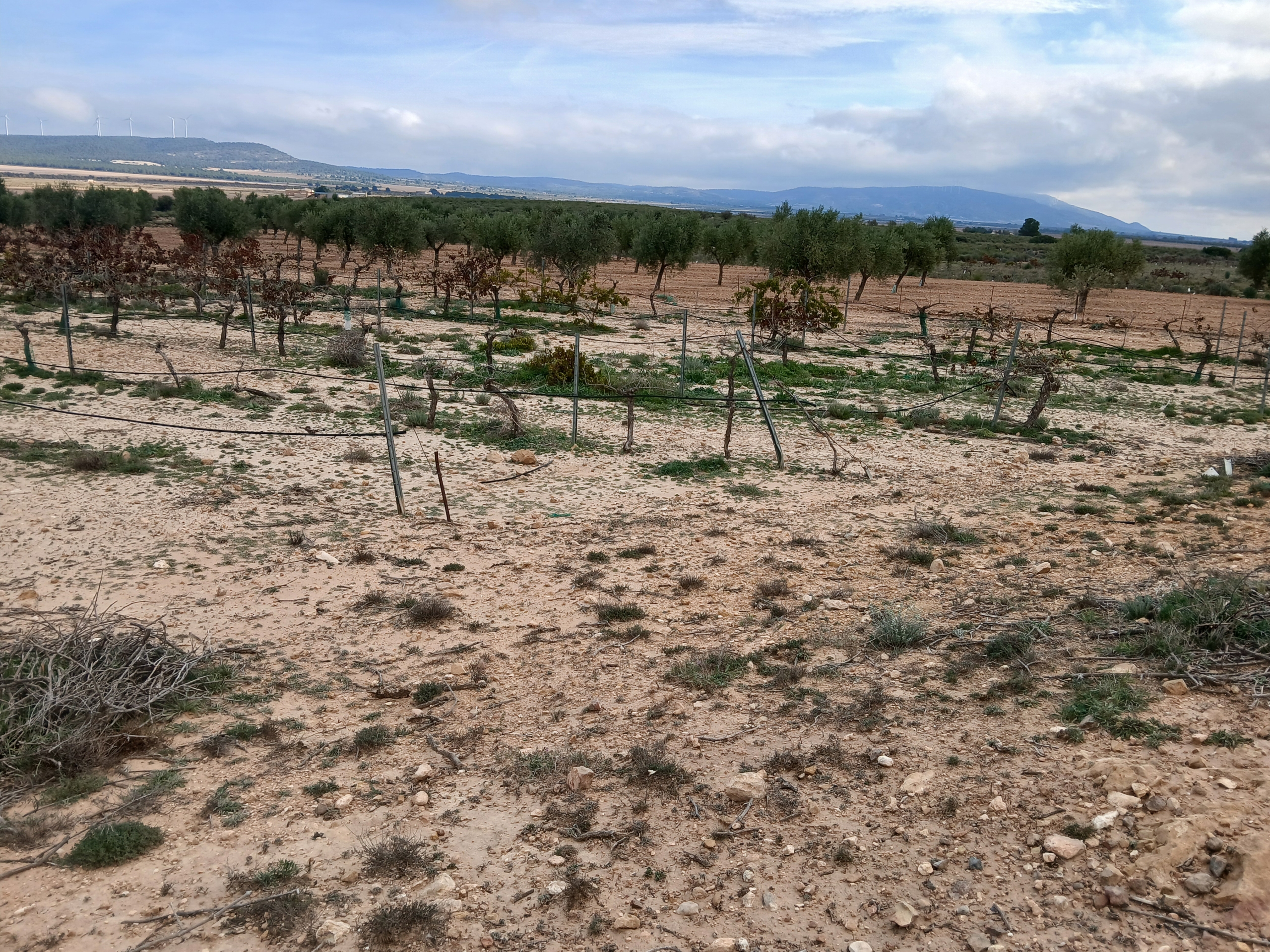 25.000m2 perceel in Yecla met irrigatiewater